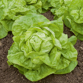 Kopfsalat ‘Val d’Orge’