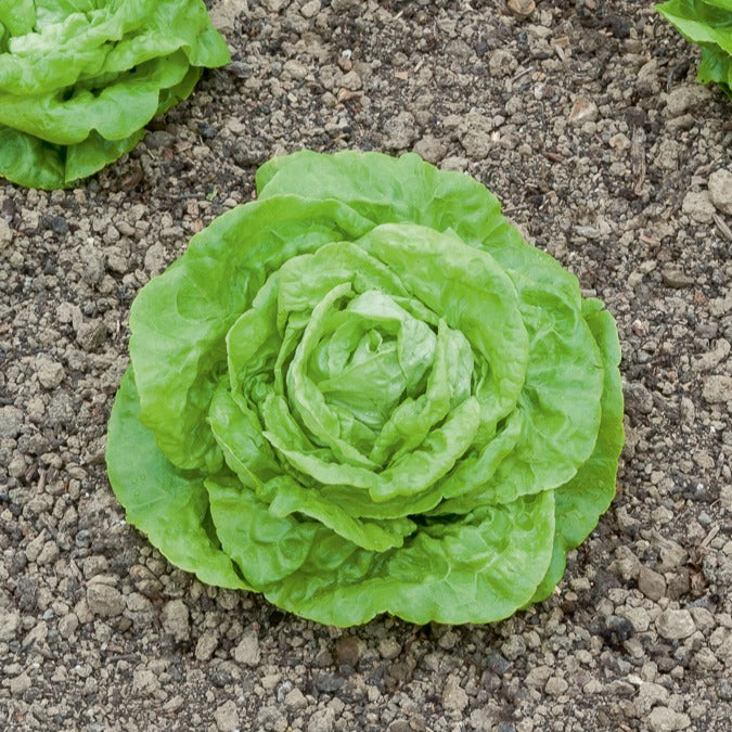 Kopfsalat Gotte Jaune d'Or - Lactuca sativa gotte jaune d'or - Willemse