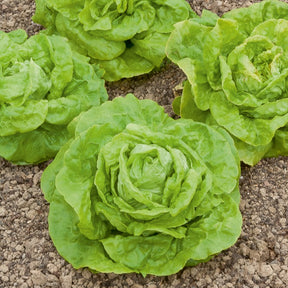 Kopfsalat ‘Gotte Jaune d’Or’ - Willemse