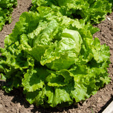 Bataviasalat ‘Dorée de printemps’ - Lactuca sativa capitata dorée de printemps (4 g) - Willemse