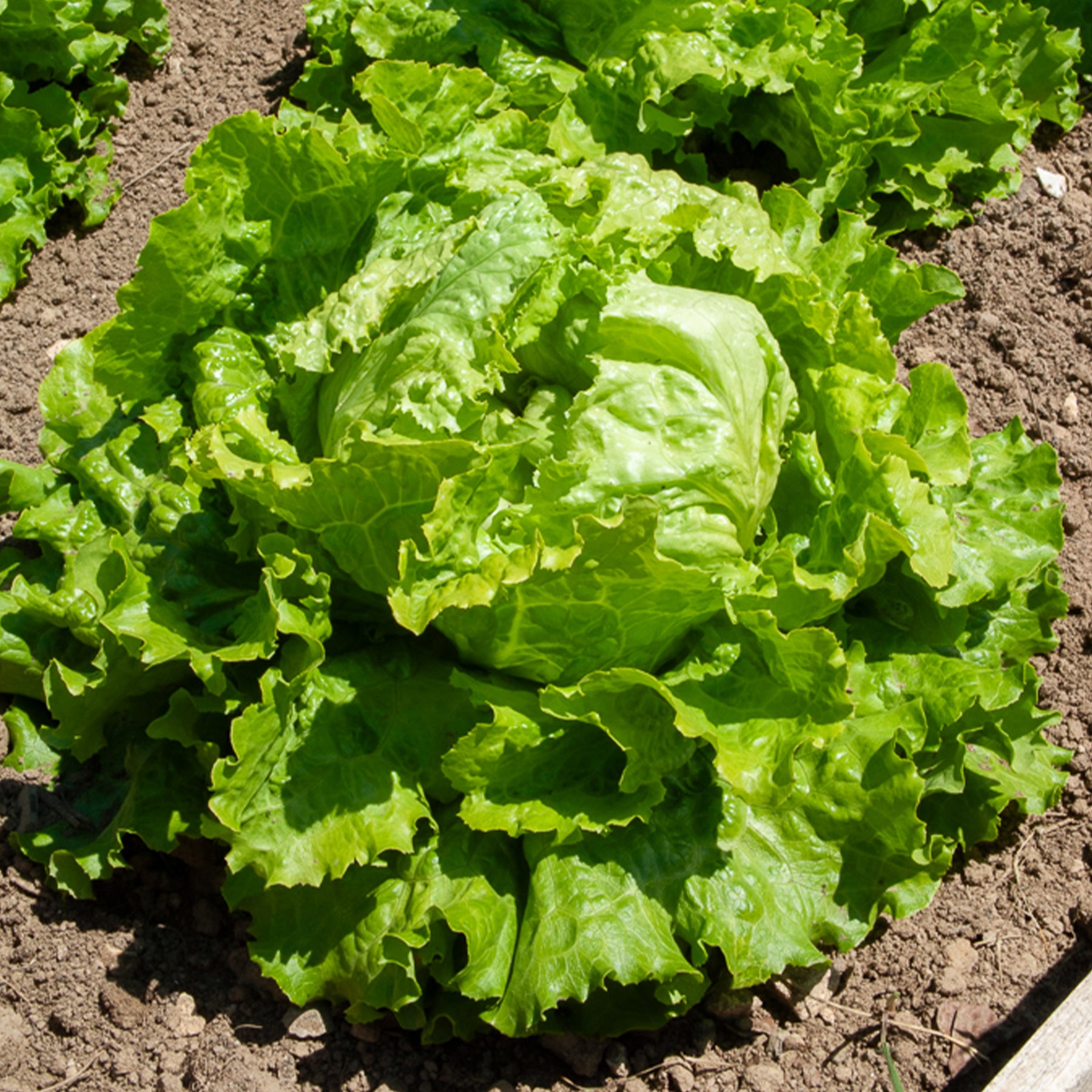 Bataviasalat ‘Dorée de printemps’ - Lactuca sativa capitata dorée de printemps (4 g) - Willemse