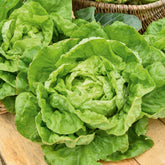 Kopfsalat Winterwunder