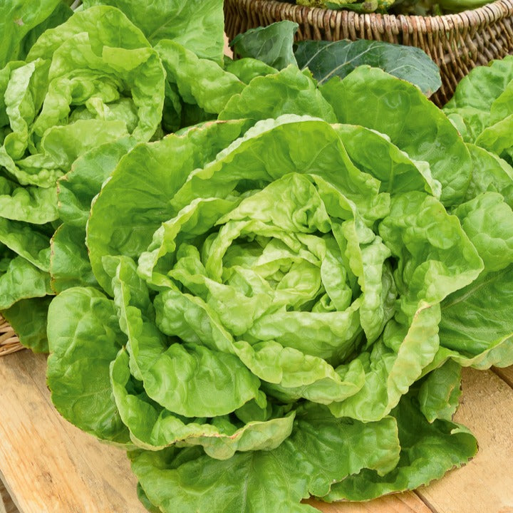 Kopfsalat Winterwunder