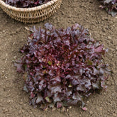 Eichblattsalat 'Red salad bowl'
