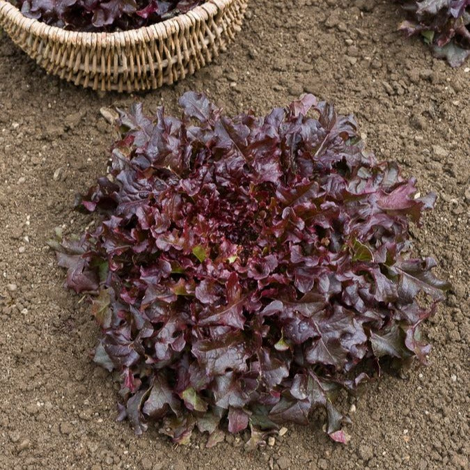Eichblattsalat 'Red salad bowl'