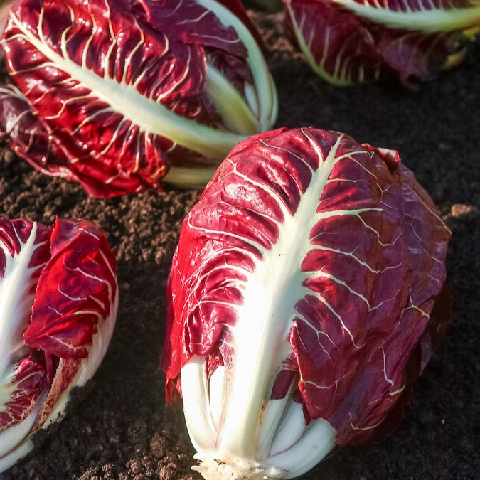 Zuckerhut-Chicorée ‘Rouge de Vérone’