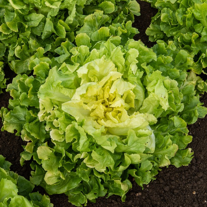Coll. 7 mois de salades (reine mai, lollo rossa, coeur plein, blond - 7 Monate Salat Mischung (Reine Mai, Lollo rossa, Coeur plein, Blond) - Samen für Salate