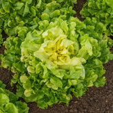 Endiviensalat Blond mit vollem Herzen - Willemse