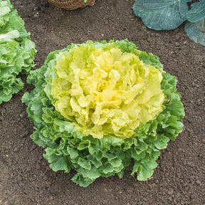 Endiviensalat ‘Geante Maraichere’