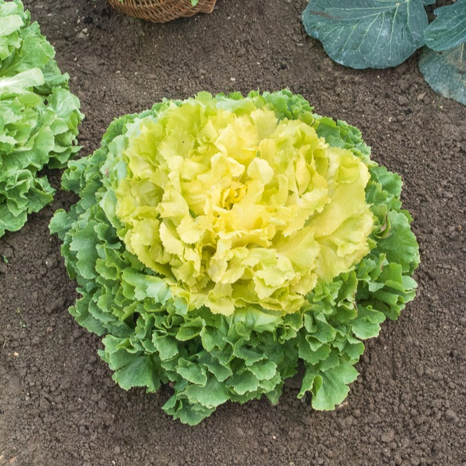 Endiviensalat ‘Geante Maraichere’