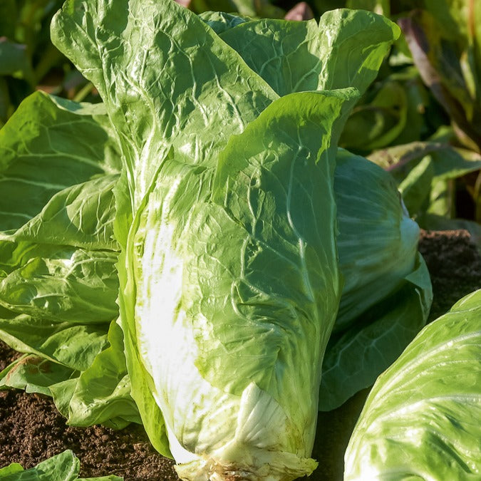 Cichorium - Wegwarte - Verbesserter wilder Zuckerhut-Chicorée - Cichorium  intybus améliorée pain de sucre