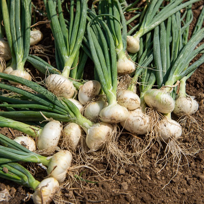 Silberzwiebel Barletta