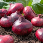 Speisezwiebel 'Braunschweiger Dunkelrot' - Allium cepa Rouge foncé de Brunswick - Willemse