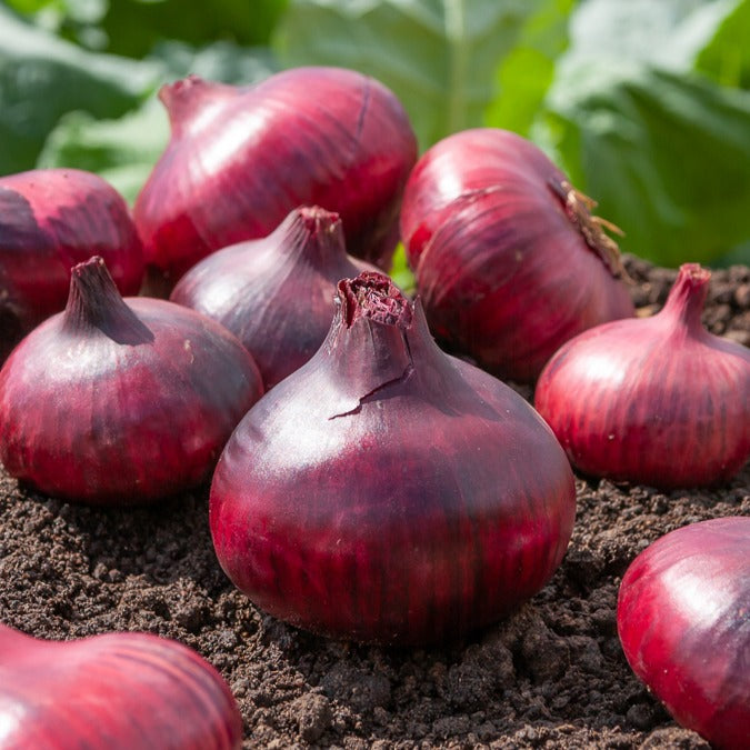 Zwiebel-Kollektion (x4)