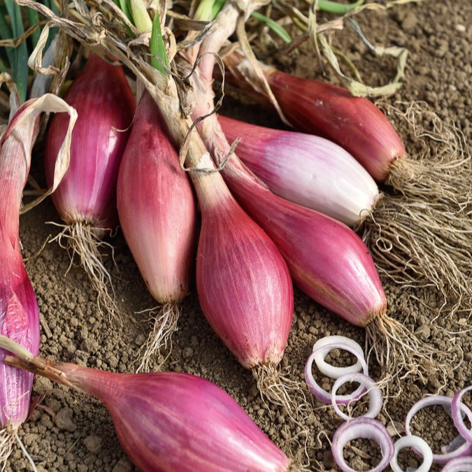 Rote, lange Zwiebel ‘Long de Florence’