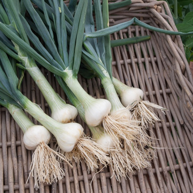 Collection de 4 oignons (hâtif paris, vertus, brunswick, zebrune) - Zwiebel-Kollektion (x4) - Zwiebelzwiebeln