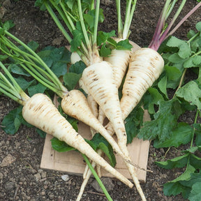 Pastinake Halblange von Guernsey - Willemse