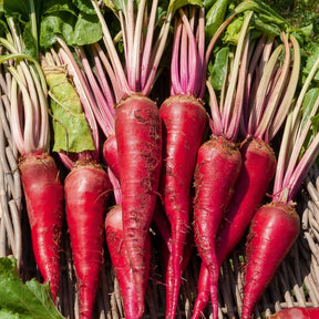 Rote Bete ‘Geante rouge’