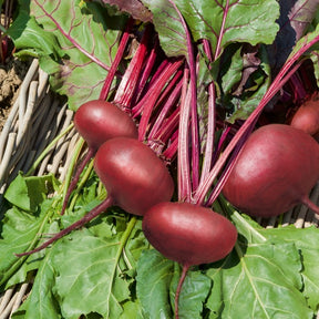 Rote-Bete-Kollektion