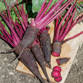 Rote Bete ‘Crapaudine’