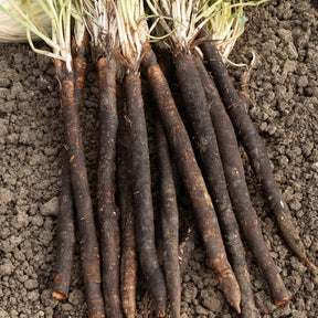 Russische Riesen Schwarzwurzel