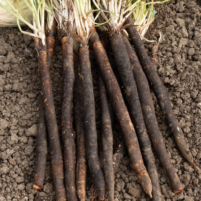 Russische Riesen Schwarzwurzel