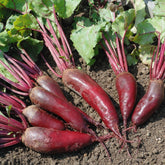 Rote Bete ‘Cylindra’