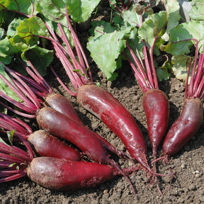 Rote Bete ‘Cylindra’