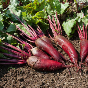 Collection betteraves rouges : D'Egypte(6g), De Detroit 2 (6g), Cylin - Rote-Bete-Kollektion - Beta - Rübe