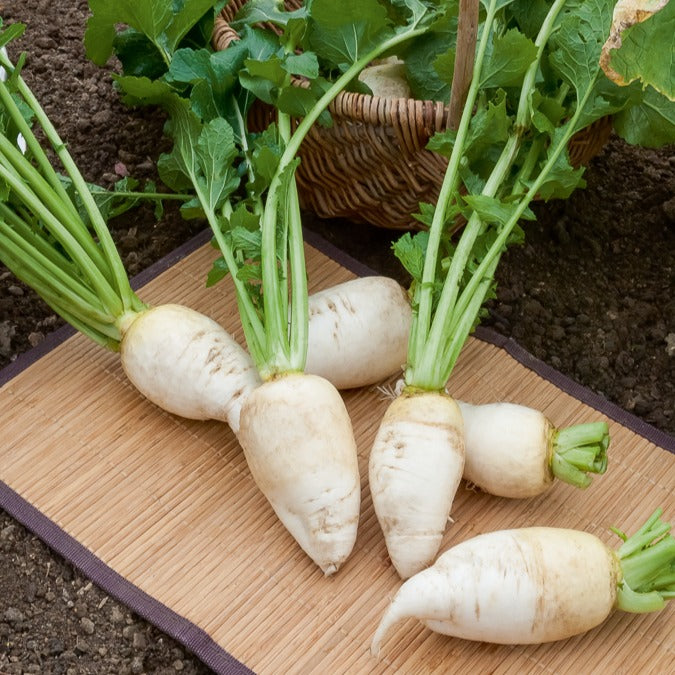 Speiserübe ‘Blanc dur d’hiver’