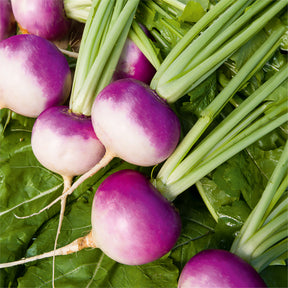 Speiserübe ‘De Nancy’