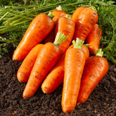 Daucus carota de chantenay à coeur rouge - Möhre ‘De Chantenay à cœur rouge’ - Samen für Karotten