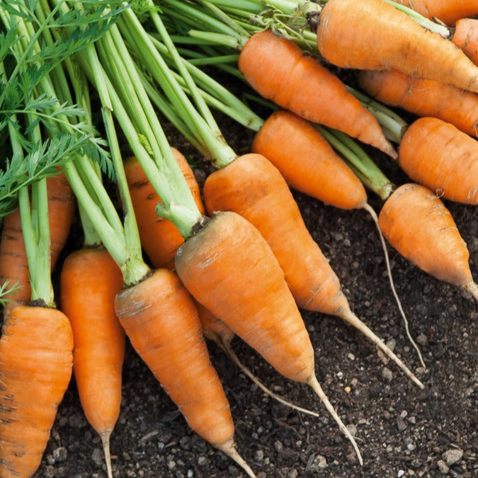 Möhre ‘De Chantenay à cœur rouge’ - Willemse