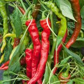 Paprika mild ‘Tres long des Landes’