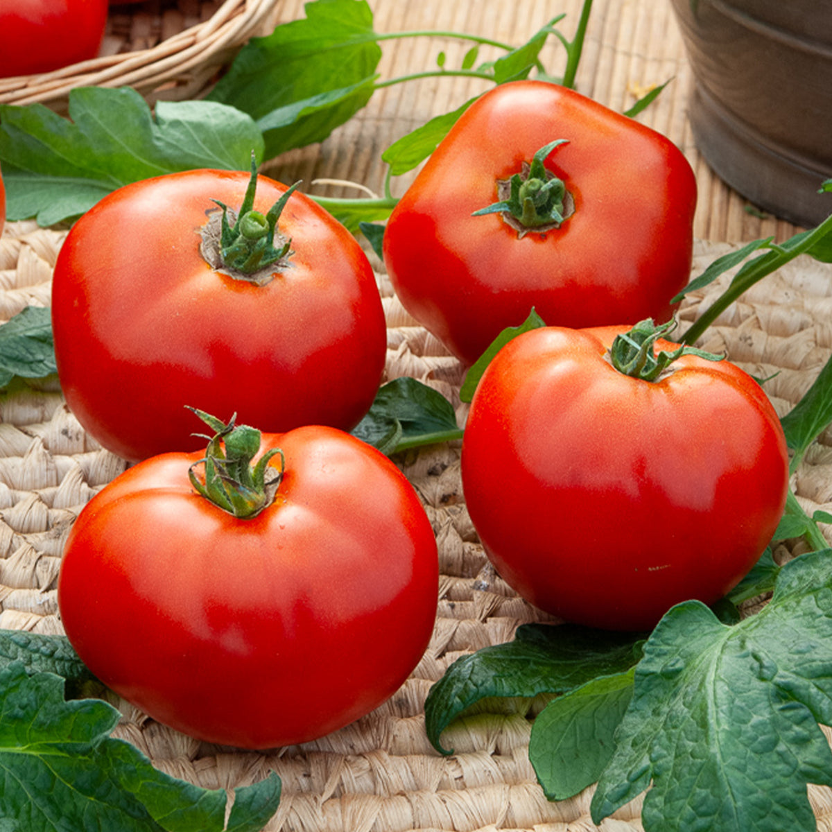 Fleischtomate Marktwunder - Solanum lycopersicum Merveille des Marchés - Willemse
