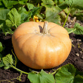 Riesenkürbis Jaune Gros de Paris - Willemse