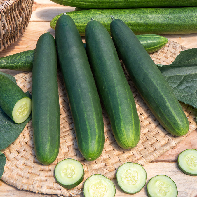 Gurke Tanja - Cucumis sativus tanja - Willemse