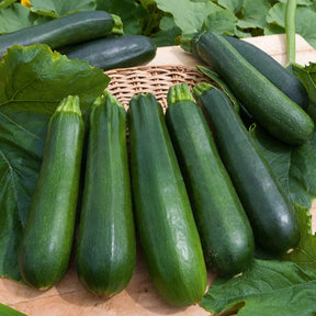 Saatgut-Kollektion für Gemüsegarten (x7) -  - Willemse