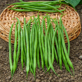 Bohne Aiguillon - Willemse