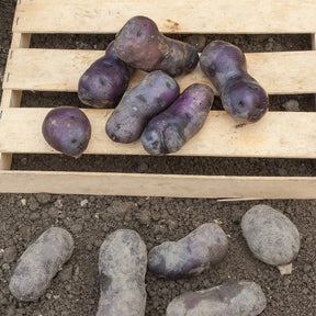 Kartoffel ‘Bleue d’Artois®’ (x10) - Solanum tuberosum bleue d'artois ® (bleue de la man - Willemse