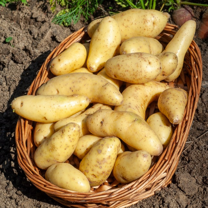Solanum tuberosum ratte - Kartoffel La Ratte (x25) - Kartoffelpflanzen