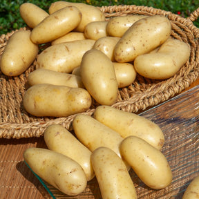 Kartoffel Amandine (x25) - Willemse