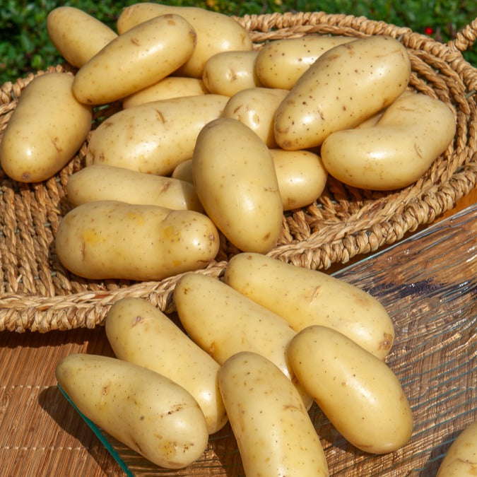 Kartoffel Amandine (x25) - Willemse