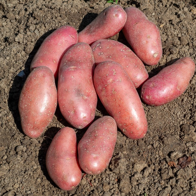 Kartoffel ‘Chérie’ (x25)