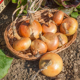 Zwiebel Jaune - Allium cepa Paille des Vertus - Willemse