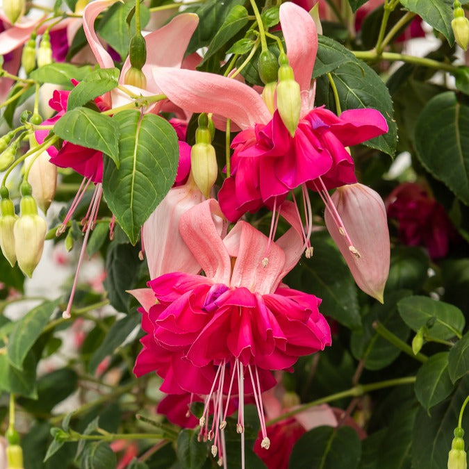 Fuchsie 'Bella Rosella' (x3)