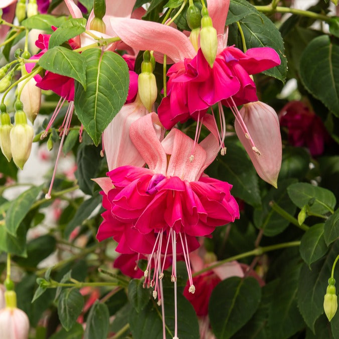 Fuchsien Mischung (Bicentennial, Dark Eyes, Bella Rosel) (x6)