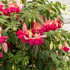 Fuchsie 'Bella Rosella' (x3)