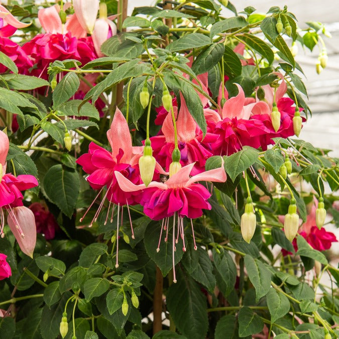 Fuchsie 'Bella Rosella' (x3)