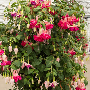 Fuchsie 'Bella Rosella' (x3)